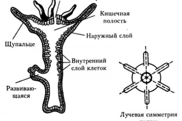 Как попасть на сайт кракен